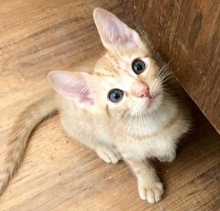 [picture of Bobbie, a Domestic Short Hair orange cat]