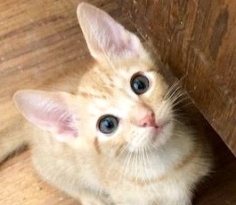 [picture of Bobbie, a Domestic Short Hair orange\ cat] 