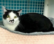 [another picture of Mustache, a Domestic Short Hair white/black\ cat] 