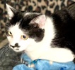 [picture of Mustache, a Domestic Short Hair white/black cat]