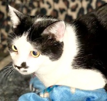 [picture of Mustache, a Domestic Short Hair white/black\ cat] 