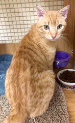 [picture of Arno, a Domestic Short Hair orange cat]