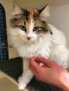 [picture of Cupcake, a Domestic Long Hair calico cat]