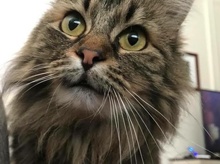 [picture of Annie, a Ragdoll Mix brown tabby\ cat] 