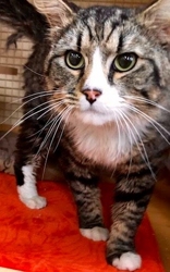 [picture of Zillo, a Maine Coon-x brown tabby/white cat]