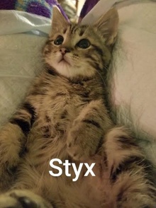 [another picture of Styx, a Domestic Short Hair gray tabby\ cat] 