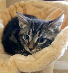 [another picture of Journey, a Domestic Short Hair gray marble tabby\ cat] 
