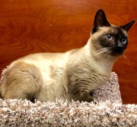 [picture of Rosarita, a Siamese seal point cat]
