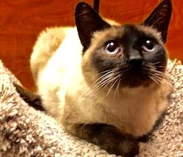 [picture of Rosarita, a Siamese seal point\ cat] 