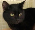 [picture of Binx, a Domestic Medium Hair black cat]