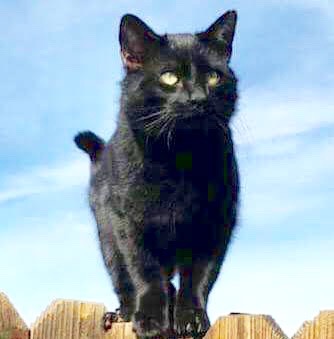 [picture of Binx, a Domestic Medium Hair black\ cat] 