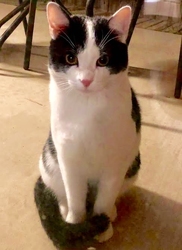 [picture of Oreo Cookie, a Domestic Short Hair black/white cat]