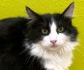 [picture of Halston, a Domestic Long Hair black/white cat]