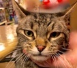 [picture of Dilly Dilly, a Domestic Medium Hair black/gray tabby declawed cat]