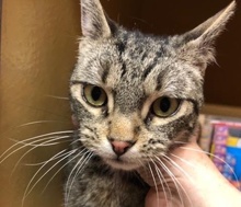 [picture of Dilly Dilly, a Domestic Medium Hair black/gray tabby declawed\ cat] 
