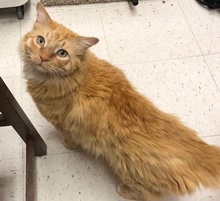 [another picture of Otis, a Maine Coon-x orange/white\ cat] 