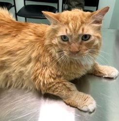 [picture of Otis, a Maine Coon-x orange/white cat]