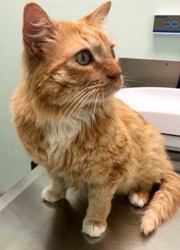 [picture of Otis, a Maine Coon-x orange/white cat]