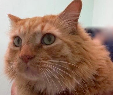 [picture of Otis, a Maine Coon-x orange/white\ cat] 