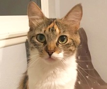 [picture of Calypso, a Domestic Long Hair calico\ cat] 