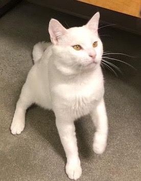 [picture of Lassen, a Domestic Short Hair white cat]