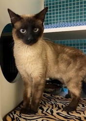 [picture of Aric, a Siamese seal point cat]