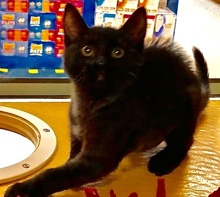 [another picture of Leslie, a Bombay Mix black\ cat] 
