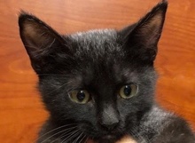 [picture of Leslie, a Bombay Mix black\ cat] 