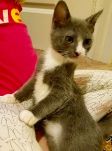 [another picture of Tom Kitten, a Domestic Short Hair blue/white\ cat] 