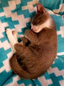 [picture of Tom Kitten, a Domestic Short Hair blue/white cat]