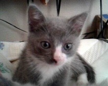 [picture of Tom Kitten, a Domestic Short Hair blue/white\ cat] 