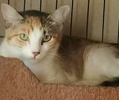 [picture of Cambria, a Domestic Short Hair calico cat]