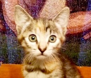 [picture of Cambria, a Domestic Short Hair calico cat]
