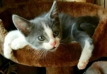 [picture of Sydney, a Domestic Short Hair blue/white cat]