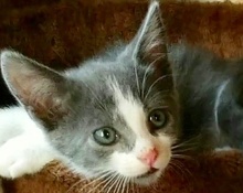 [picture of Sydney, a Domestic Short Hair blue/white\ cat] 