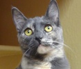 [picture of Penny, a Domestic Short Hair Blue cream cat]