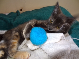 [picture of Penny, a Domestic Short Hair Blue cream cat]