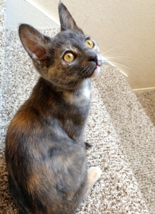 [picture of Penny, a Domestic Short Hair Blue cream\ cat] 