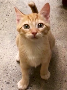 [another picture of Slugger, a Domestic Short Hair orange tabby\ cat] 