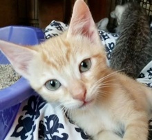 [picture of Slugger, a Domestic Short Hair orange tabby\ cat] 