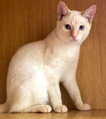 [another picture of Casper, a Siamese flame point\ cat] 