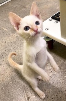 [picture of Casper, a Siamese flame point cat]