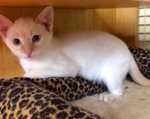 [picture of Casper, a Siamese flame point cat]