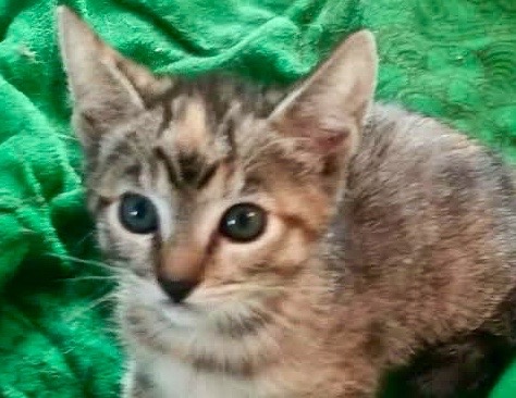[picture of Cameo, a Domestic Short Hair torbie\ cat] 