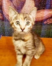 [another picture of Capri, a Domestic Short Hair torbie\ cat] 