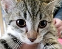 [picture of Lace, a Domestic Short Hair silver tabby cat]