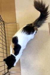 [picture of Selina, a Domestic Long Hair calico cat]