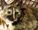[picture of Xocha, a Domestic Short Hair tortie cat]