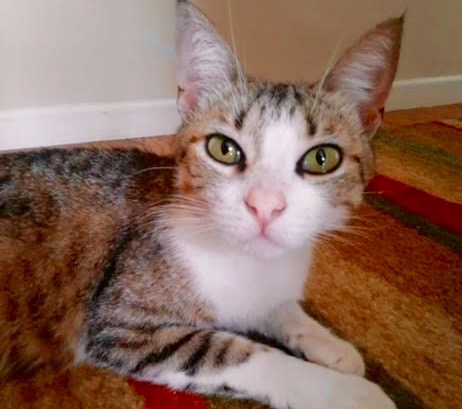 [picture of Keekee, a Domestic Short Hair white/brown tabby\ cat] 