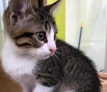 [picture of Ramen, a Domestic Short Hair brown tabby/white cat]